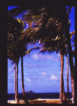 Palm trees on a beach