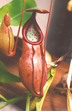 Nepenthes thorellii