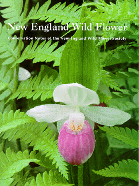 Wild Flower Notes